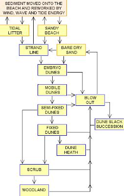 A Level Geography ideas: Sand dune succession case study.