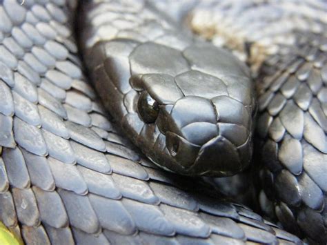 Snakes of Tasmania - Human Animal Science