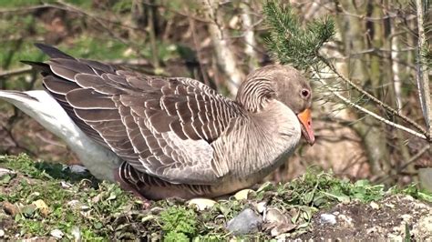 Greylag Goose sitting on eggs. PART 3. - YouTube