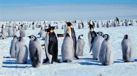 Penguins: (Information + Habitat + Facts) - Science4Fun