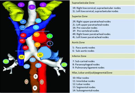 Thoracic Lymph Nodes