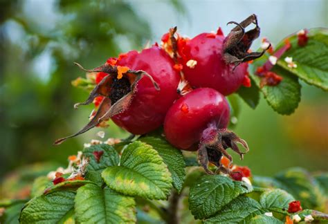 Photography Club: Wild Berries