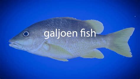 How to pronounce galjoen fish - YouTube