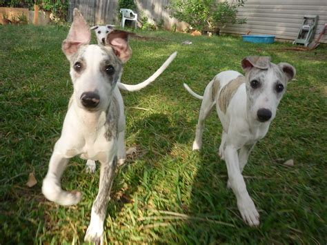 Whippet Puppies - Pet Adoption and Sales