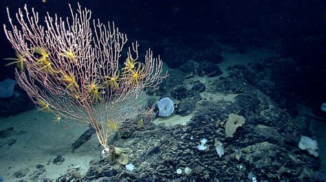 Hope Remains for Deep-Sea Ecosystems along the Atlantic Coast Despite ...