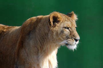 White lioness Free Stock Photo | FreeImages