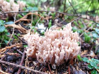 Ramaria formosa (pink coral fungus) | Ruth Hartnup | Flickr