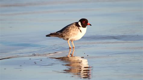 Penguin Foundation • Hooded Plover