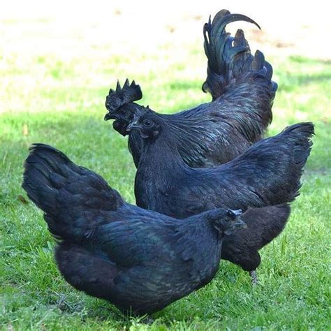 Ayam Cemani: Eggs, Height, Size and Raising Tips