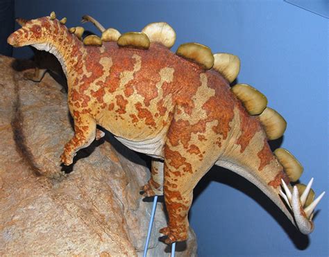 Juvenile Stegosaurus dinosaur model showing bipedality (ba… | Flickr