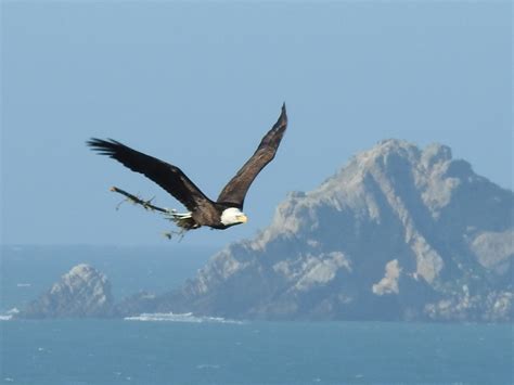 Bald Eagle with nesting materials – Mendonoma Sightings