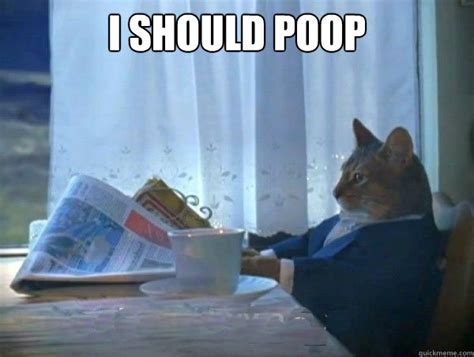 I should poop - morning realization newspaper cat meme - quickmeme