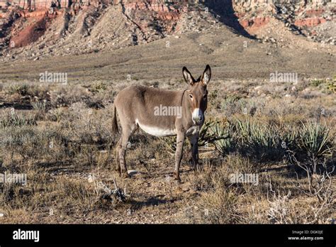 Donkey wild burro hi-res stock photography and images - Alamy