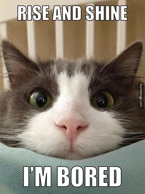 25 Cats That Would Like Some Attention, Please | Cat memes, Funny cat memes, Funny cat pictures