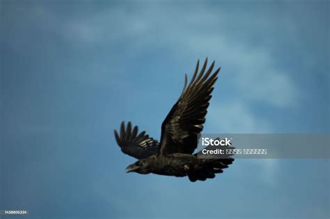 Black Raven In Flight Raven Flies Across Sky Black Feathers Mystical ...