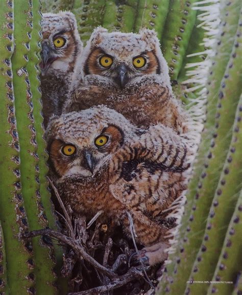 Great horned owls in a Saguaro cactus in Arizona's Sonoran Desert ...