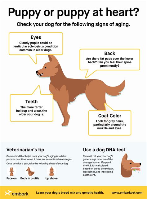 Chihuahua Teeth Age Chart - Pets Lovers