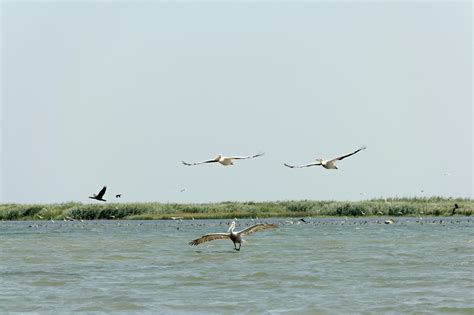 Free stock photo of danube, danube delta, delta