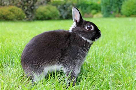 Netherland Dwarf Rabbit Colors - Every Bunny Welcome