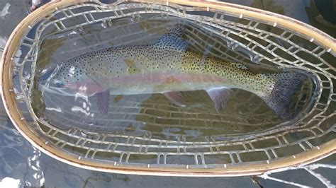 Montana Summer Fly Fishing 2020: Big Fish Everywhere | Trout Haven