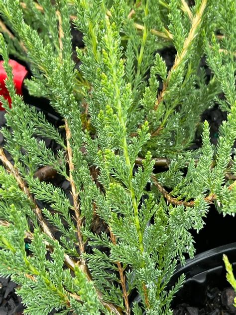 Creeping Juniper - Woody Warehouse Nursery, Inc. - Lizton, IN