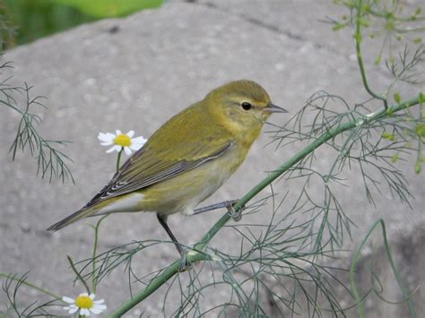 Tennessee warbler - song / call / voice / sound.