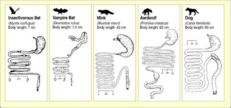 Digestive/Respiratory Systems - The Little Brown Bat Resource