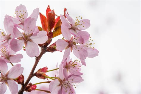 Macro photography of Cherry Blossom HD wallpaper | Wallpaper Flare