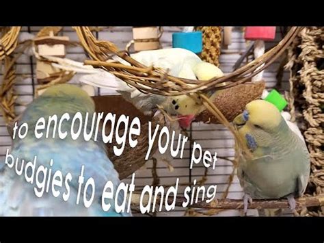 happy budgie sounds - YouTube