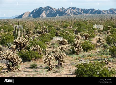 Sonora desert mexico hi-res stock photography and images - Alamy