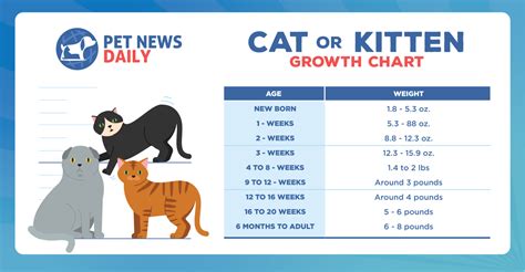 Kitten and Cat Growth Chart - Pet News Daily