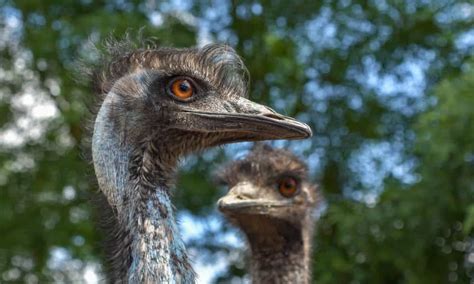 Solving the case of the disappearing coastal emu