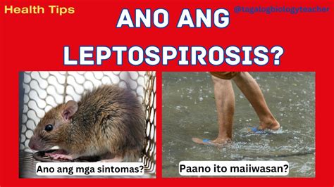 Ano ang LEPTOSPIROSIS | Signs and Symptoms | Health tips #10 Tagalog ...