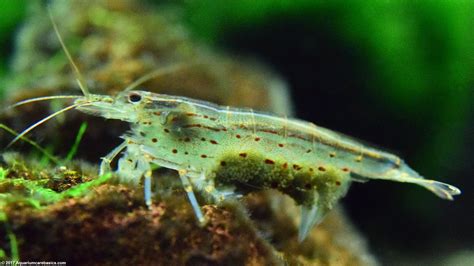 Amano shrimp ﻿Feeding,Breeding and Behaviour information - Inland Aquatics