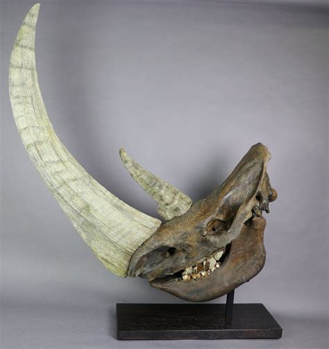 Woolly Rhino Skull, Kemerovo Oblast, Russia - Fossil Realm | Animal skeletons, Prehistoric ...