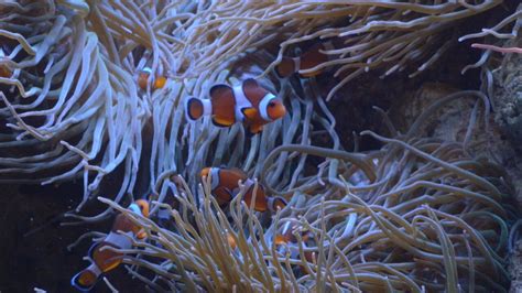 'HallowMarine' Kicks Off At The Oklahoma Aquarium