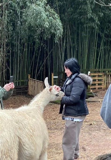 two people petting an alpaca in front of bamboo trees and other animals