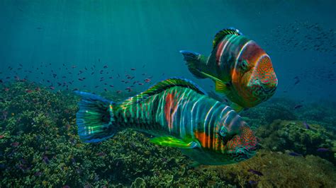 Bing image: Colorful cows of the reef - Bing Wallpaper Gallery