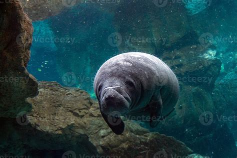 newborn baby manatee close up portrait 20174025 Stock Photo at Vecteezy