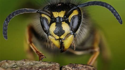 How to get rid of wasps, yellow jackets