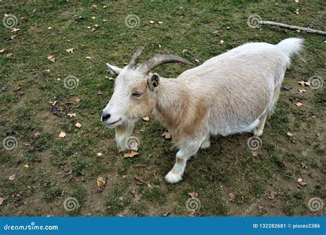 Light Brown Goat with Horns Looking Inquisitive Stock Image - Image of ...