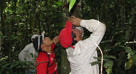 Tropical forests’ carbon sink 'already rapidly weakening'