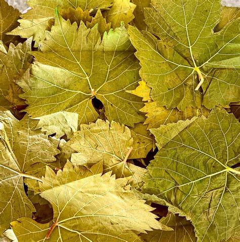 Dried grape leaves | Health Benefits of Dried Grape Leaves D… | Flickr