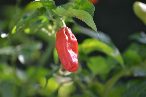 Free Images : red chili, plant, flora, chili pepper, bird's eye chili, bell peppers and chili ...