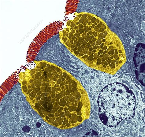 Goblet cells - Stock Image - P520/0193 - Science Photo Library