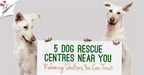 30 Top Photos Cats Rehoming Centres Near Me - Amazing puppies/kittens for adoption/rehoming near ...