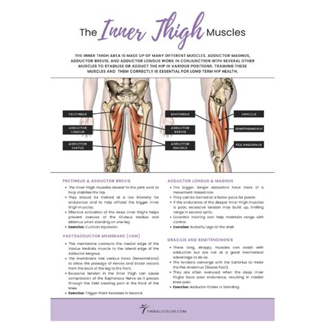 The Inner Thigh Muscles (The Hip Series) – The Ballet Blog