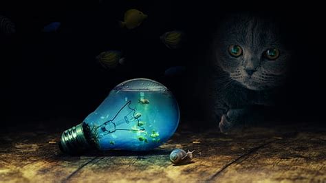 Royalty-Free photo: Photo of cat watching bulb and snail | PickPik