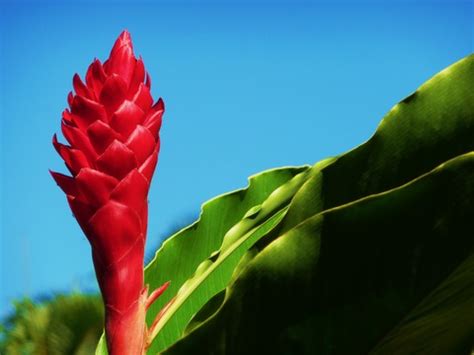 Growing Ginger, How to Grow Ginger Plants, Tropical Ginger Flower Care