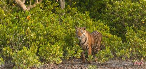 Navegaon National Park-Wildlife in Navegaon National Park